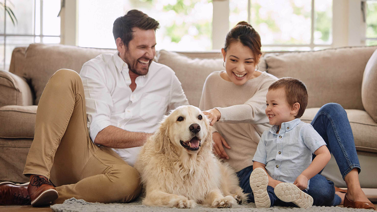 Pets and Property in Japan